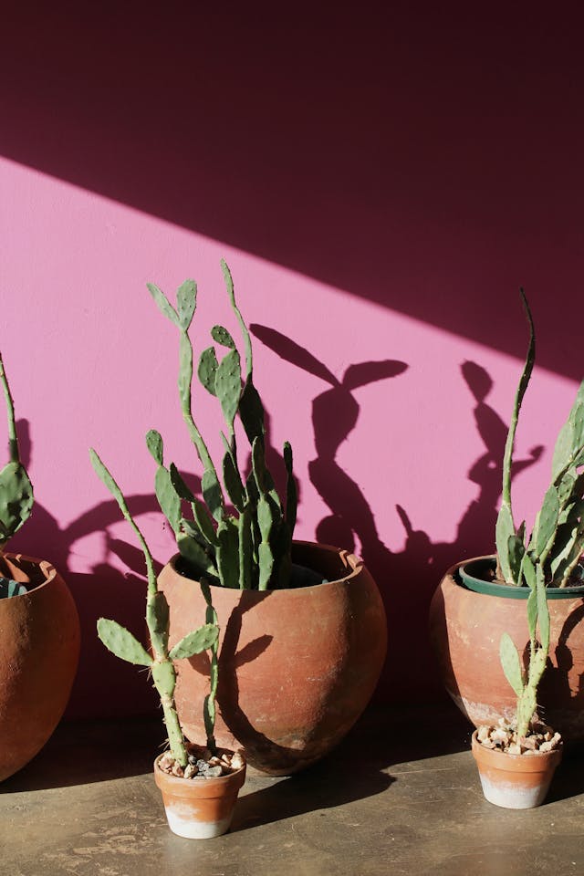 Plantas recibiendo luz solar