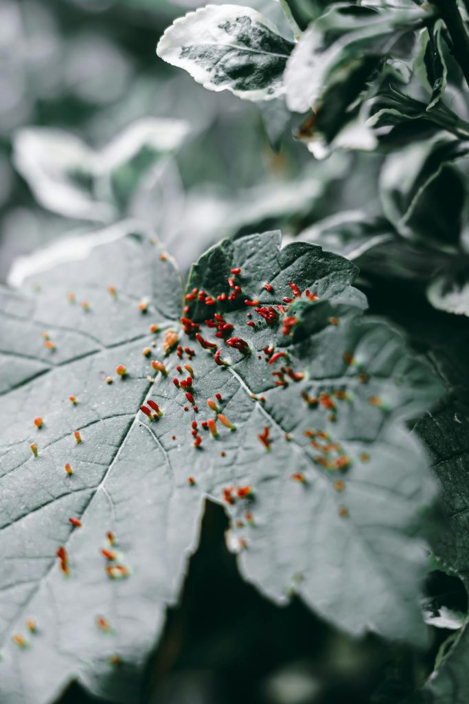 Una hoja con plagas de plantas